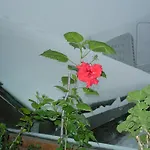 Hotel Cà Fiore 4*