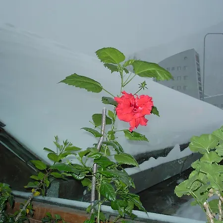 酒店 卡菲欧蕾酒店 4*